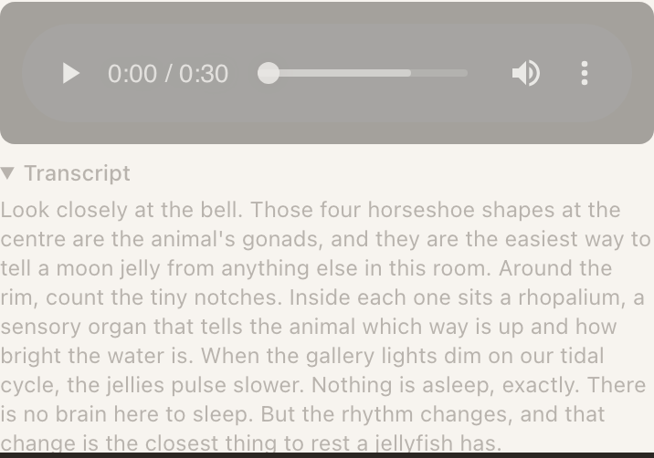 An Audio block on a published page. A player bar across the top shows a play triangle, the time 0:00 / 0:30, a scrub slider, a volume icon and an overflow menu. Underneath, a disclosure triangle labelled Transcript is open, revealing the full narration about the four horseshoe shapes on a moon jelly's bell and the rhopalia around its rim.